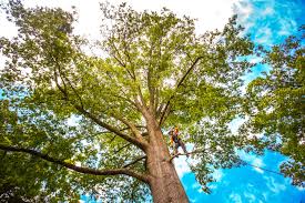 Best Tree Removal  in St Peter, WI