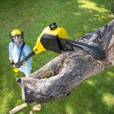 Best Lawn Renovation and Restoration  in St Peter, WI