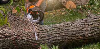Best Emergency Tree Removal  in St Peter, WI