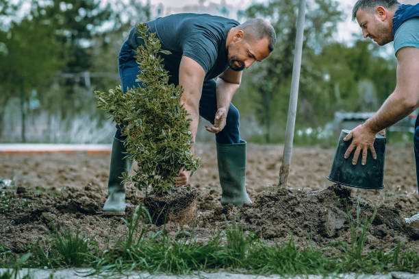 Best Tree Disease Treatment  in St Peter, WI