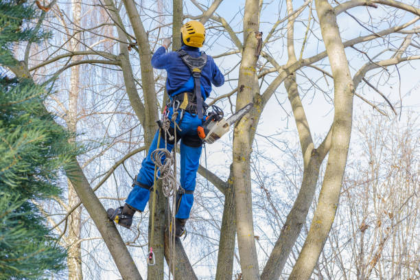 Best Utility Line Clearance  in St Peter, WI