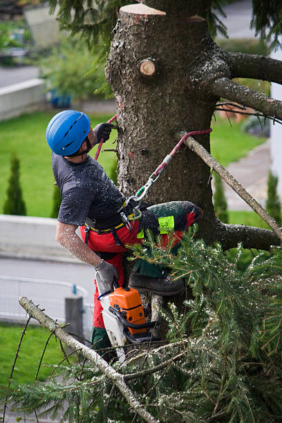 Best Aeration Services  in St Peter, WI