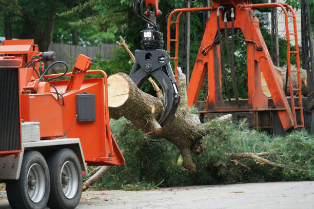 Best Palm Tree Trimming  in St Peter, WI