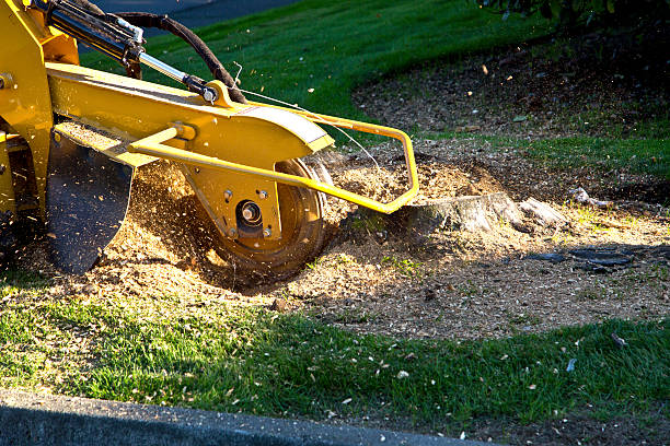 Leaf Removal in St Peter, WI