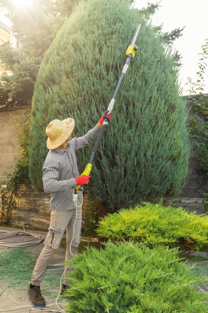 Best Tree Risk Assessment  in St Peter, WI