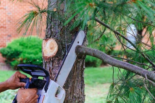 Best Tree Trimming and Pruning  in St Peter, WI